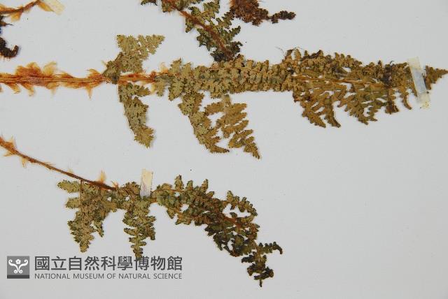 腺鱗毛蕨藏品圖，第3張