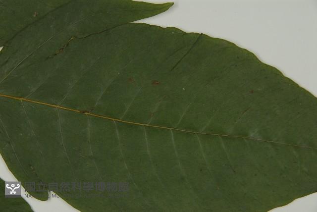 南投三叉蕨藏品圖，第3張