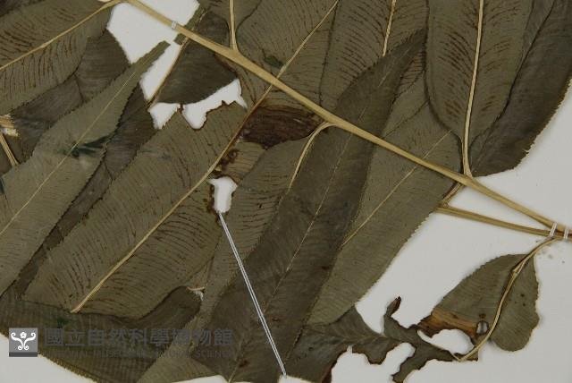 華鳳丫蕨藏品圖，第3張