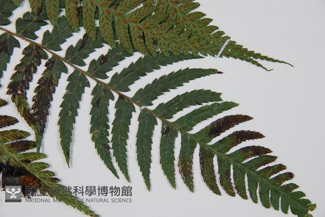 廣葉深山雙蓋蕨藏品圖，第3張