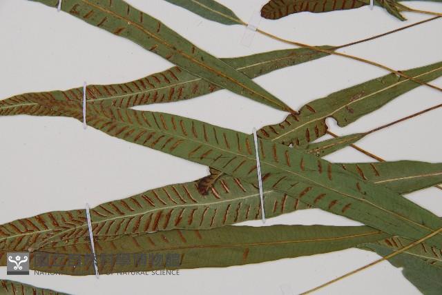 單葉雙蓋蕨藏品圖，第3張