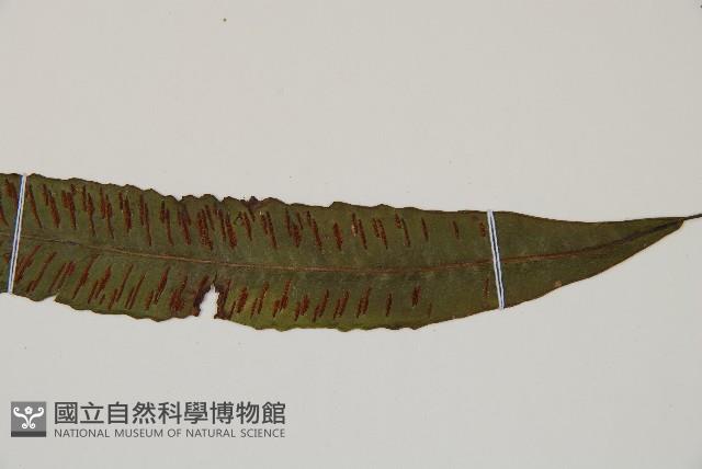 單葉雙蓋蕨藏品圖，第3張