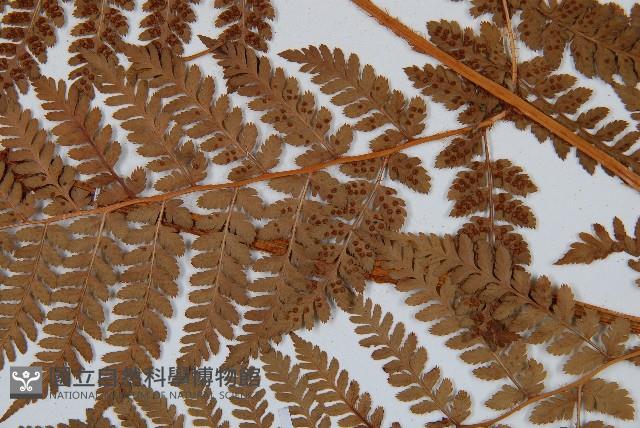 闊葉鱗毛蕨藏品圖，第3張
