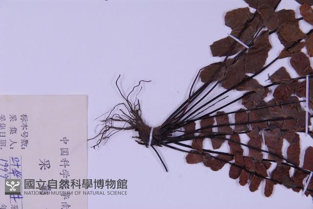 Accession Number:P009032 Collection Image, Figure 3, Total 4 Figures