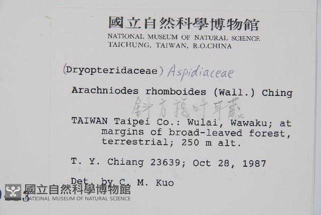 斜方複葉耳蕨藏品圖，第2張