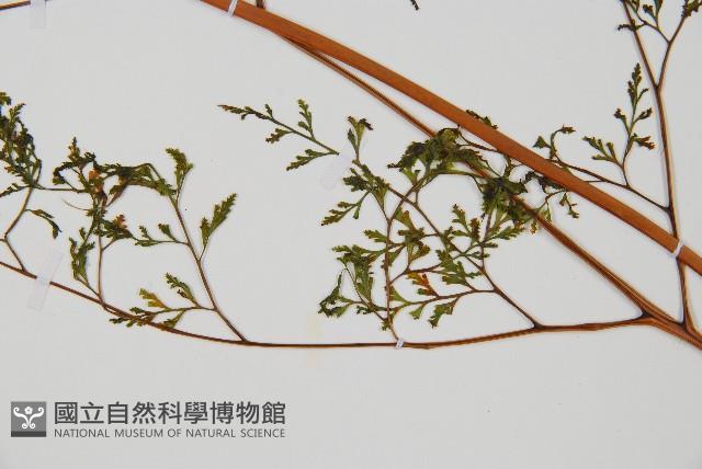 登錄號:P010032藏品圖，第3張