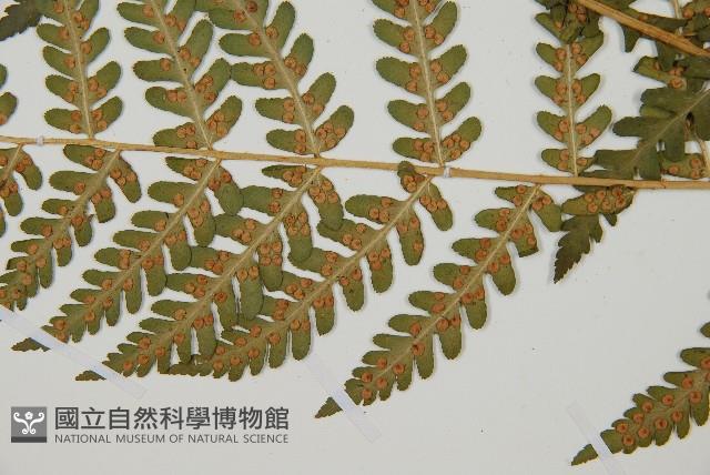 擬岩蕨藏品圖，第3張