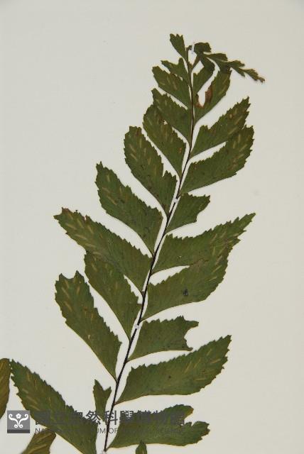 剪葉鐵角蕨藏品圖，第3張