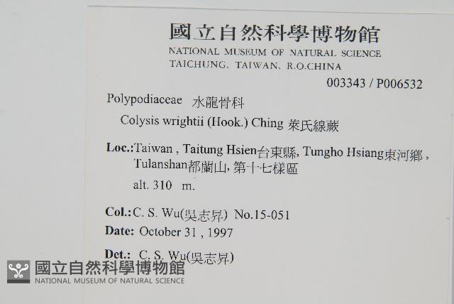 萊氏線蕨藏品圖，第2張