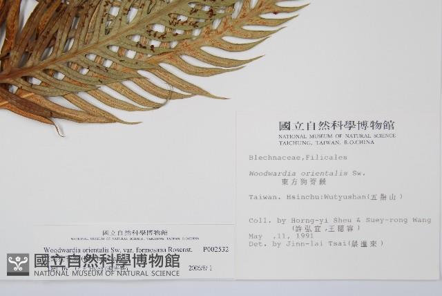 臺灣狗脊蕨藏品圖，第2張