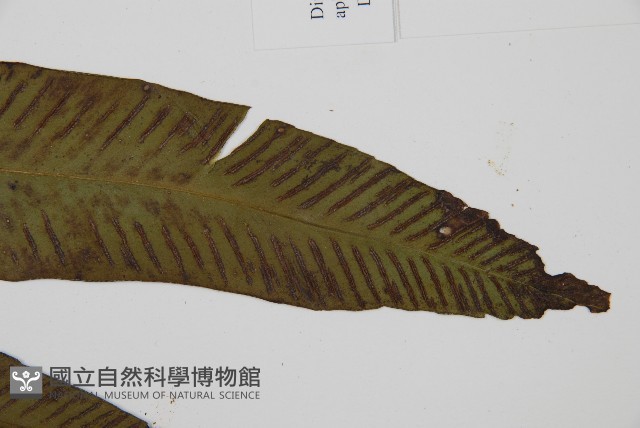 隱脈細柄雙蓋蕨藏品圖，第3張