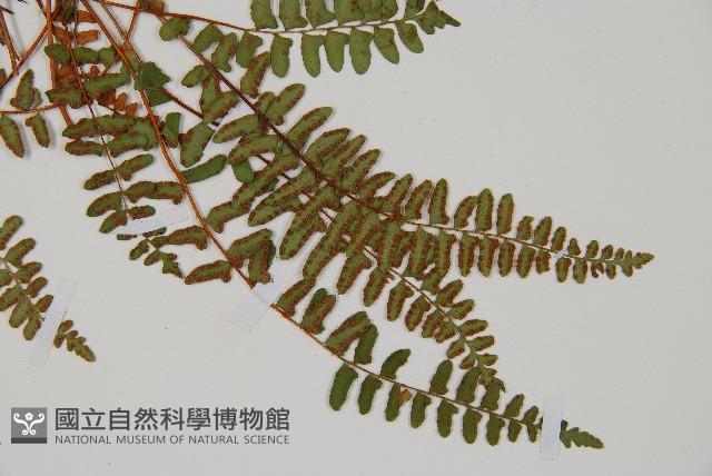 岩蕨藏品圖，第3張