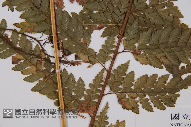 粗毛鱗蓋蕨藏品圖，第3張