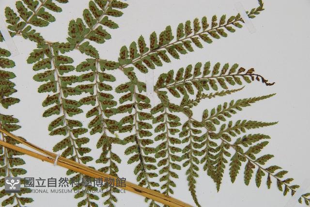 姬蹄蓋蕨藏品圖，第2張