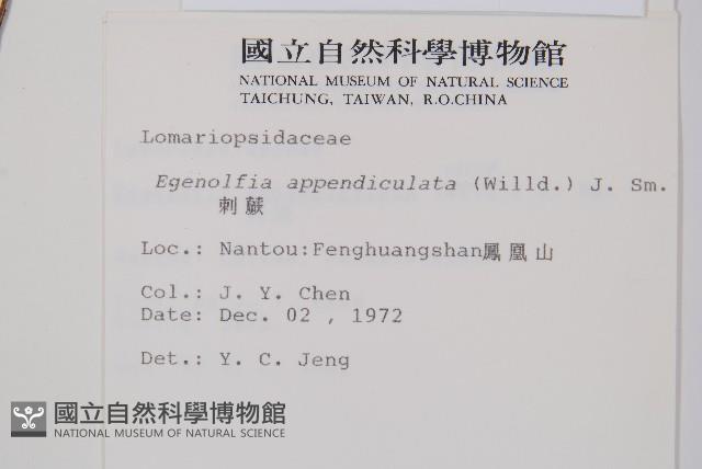 刺蕨藏品圖，第2張