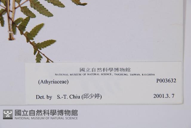 登錄號:P003632藏品圖，第3張