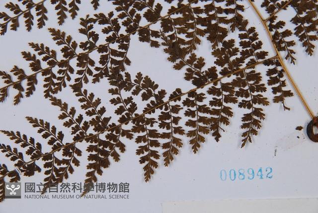 稀子蕨藏品圖，第3張