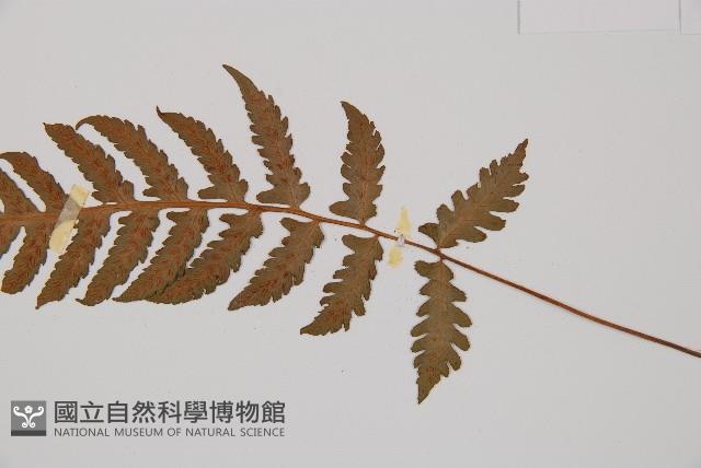 假蹄蓋蕨、東洋蹄蓋蕨藏品圖，第3張