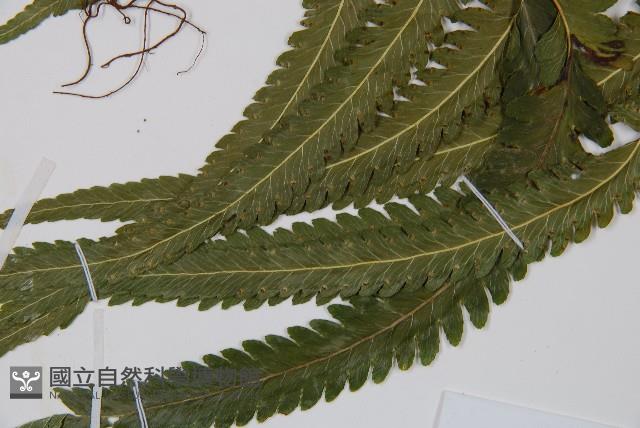 登錄號:P012432藏品圖，第3張