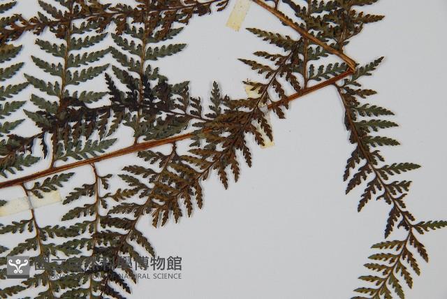 司氏碗蕨藏品圖，第3張