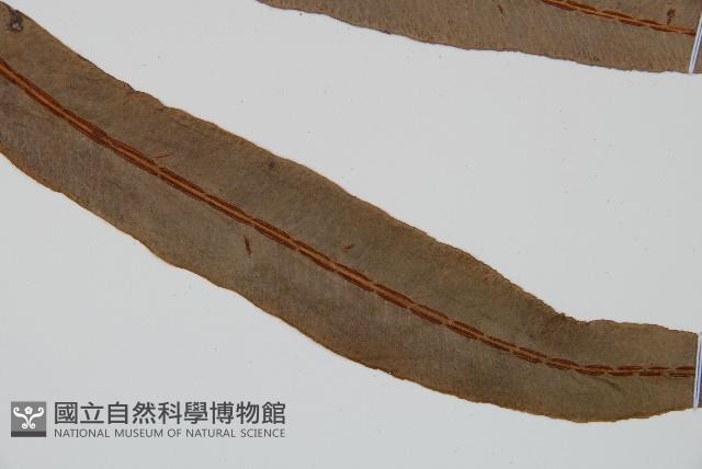 崇澍蕨藏品圖，第3張