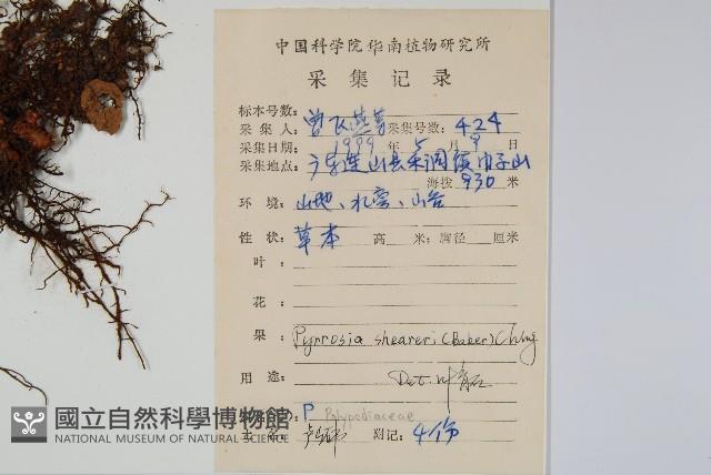 生根卷柏藏品圖，第2張