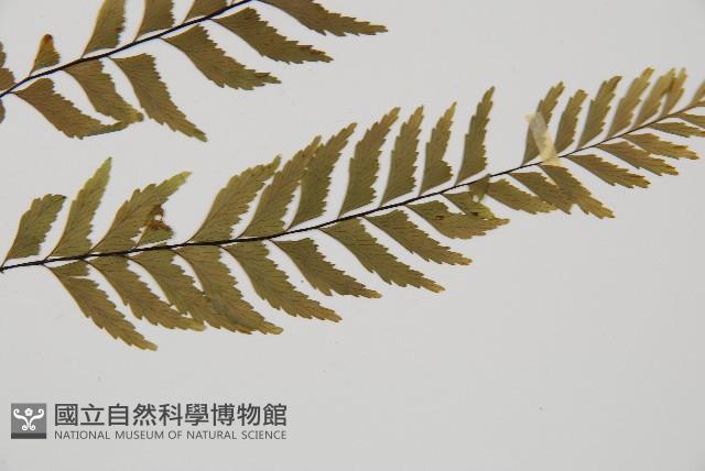 單邊鐵角蕨藏品圖，第3張