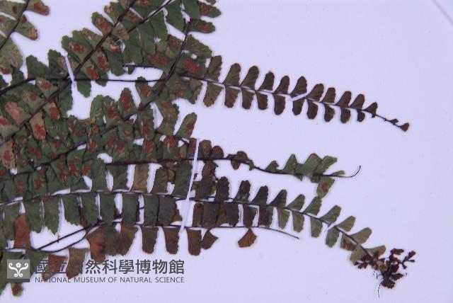 生芽鐵角蕨藏品圖，第3張