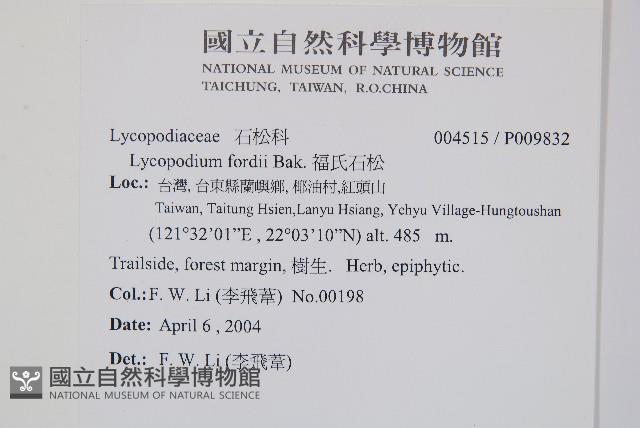 福氏石松藏品圖，第2張