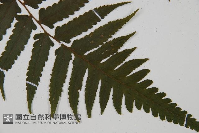 刺柄雙蓋蕨藏品圖，第6張