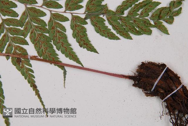 紅柄蹄蓋蕨藏品圖，第3張