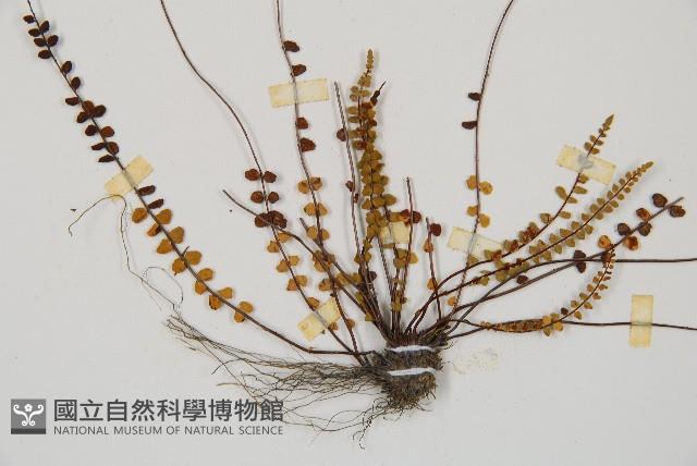 鐵角蕨藏品圖，第3張