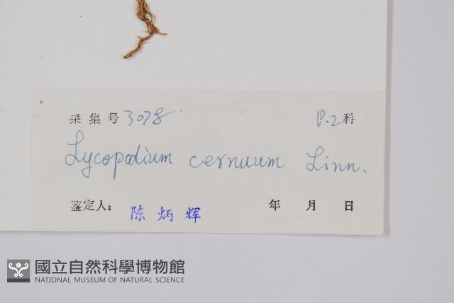 過山龍藏品圖，第2張