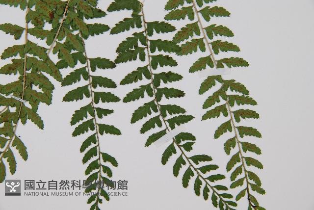 姬蹄蓋蕨藏品圖，第3張