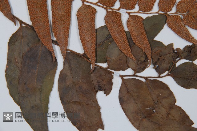 貫眾蕨藏品圖，第3張