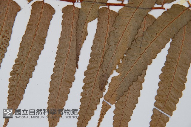 黑桫蕨藏品圖，第3張