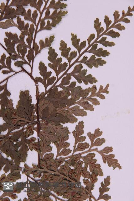 大鐵角蕨藏品圖，第3張