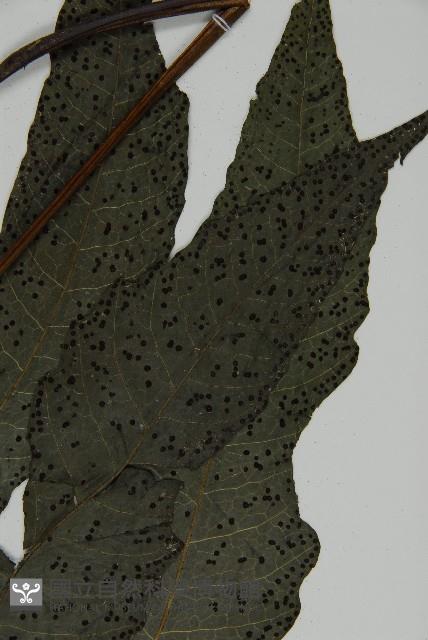 三叉蕨藏品圖，第3張