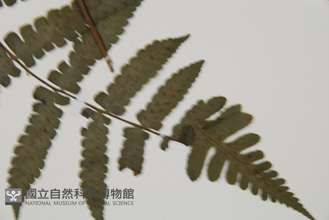 貞蕨藏品圖，第3張