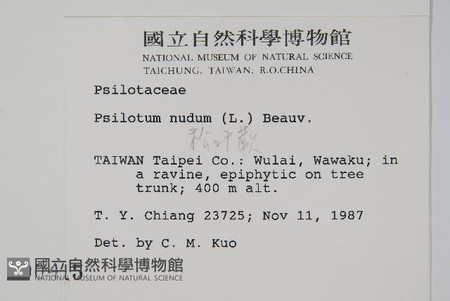 松葉蕨藏品圖，第2張