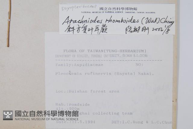 斜方複葉耳蕨藏品圖，第2張