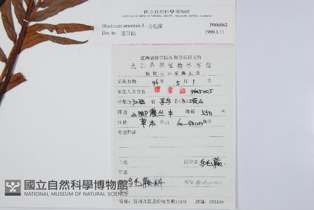 烏毛蕨藏品圖，第2張