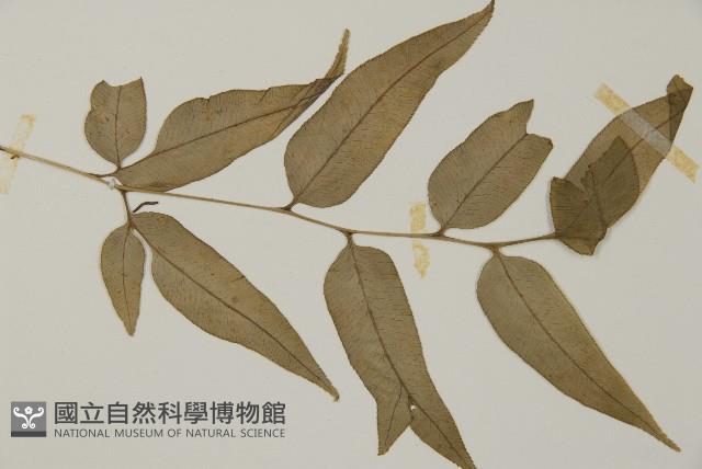 華鳳丫蕨藏品圖，第3張