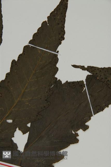 三叉蕨藏品圖，第3張