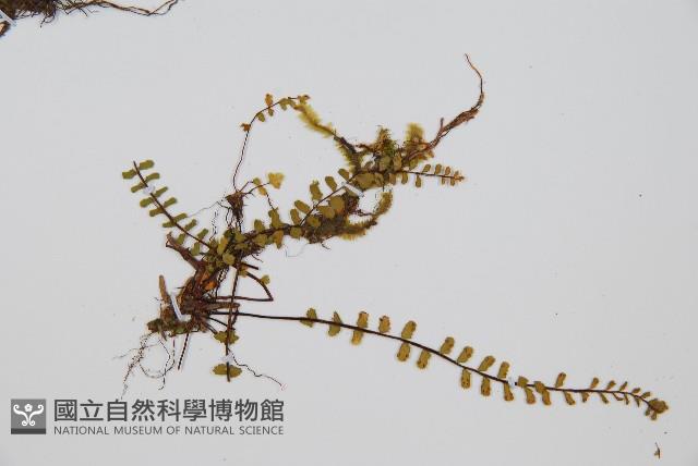 三翅鐵角蕨藏品圖，第3張