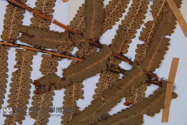 桫欏鱗毛蕨藏品圖，第3張