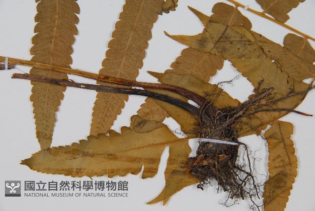 華中峨眉蕨藏品圖，第3張