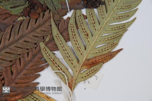 臺灣狗脊蕨藏品圖，第3張