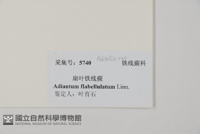 扇葉鐵線蕨藏品圖，第2張