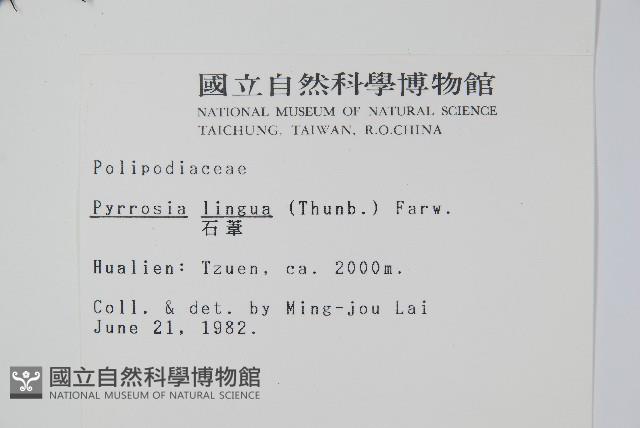 Japanese felt fern Collection Image, Figure 2, Total 2 Figures